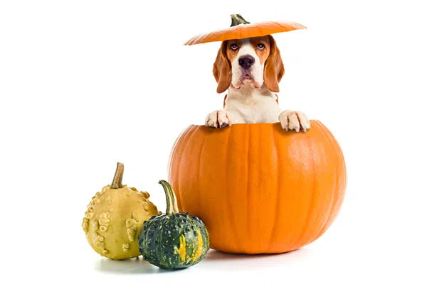 Is Pumpkin Good For Your Dog?