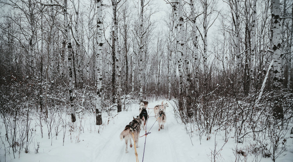 5 Ways To Keep Dogs Entertained In The Winter Rain