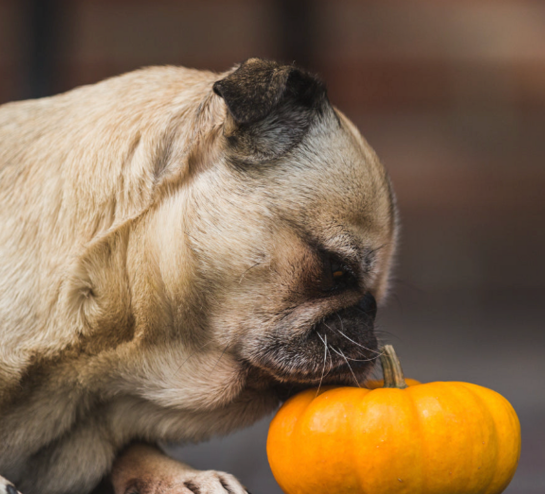 Is pumpkin safe for dogs?