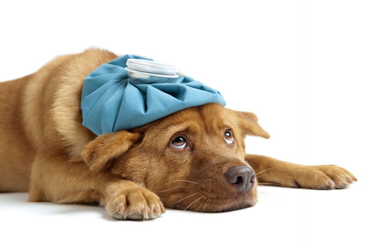 What to do when your dog has diarrhea 