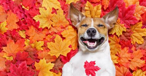 Activities to do with your dog this fall in Seattle
